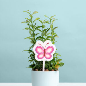 Let it Bee & Grow Set